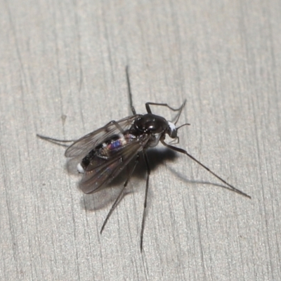 Cricotopus sp. (genus) (A non-biting midge) at ANBG - 15 Oct 2022 by TimL