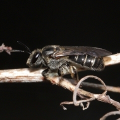 Lasioglossum (Chilalictus) sp. (genus & subgenus) (Halictid bee) at Acton, ACT - 16 Oct 2022 by TimL