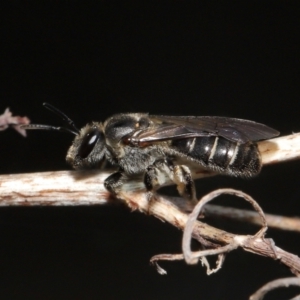 Lasioglossum (Chilalictus) sp. (genus & subgenus) at Acton, ACT - 16 Oct 2022