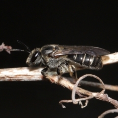 Lasioglossum (Chilalictus) sp. (genus & subgenus) (Halictid bee) at ANBG - 15 Oct 2022 by TimL