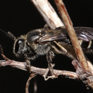 Lasioglossum (Chilalictus) sp. (genus & subgenus) at Acton, ACT - 16 Oct 2022 09:52 AM