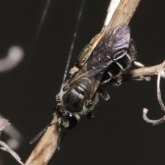 Lasioglossum (Chilalictus) sp. (genus & subgenus) at Acton, ACT - 16 Oct 2022 09:52 AM