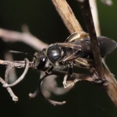 Lasioglossum (Chilalictus) sp. (genus & subgenus) at Acton, ACT - 16 Oct 2022 09:52 AM