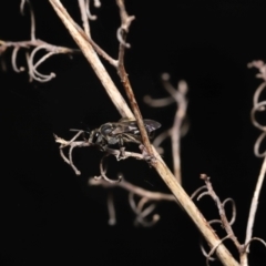 Lasioglossum (Chilalictus) sp. (genus & subgenus) at Acton, ACT - 16 Oct 2022