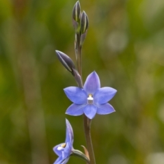 Thelymitra ixioides (Dotted Sun Orchid) at Penrose - 21 Oct 2022 by Aussiegall