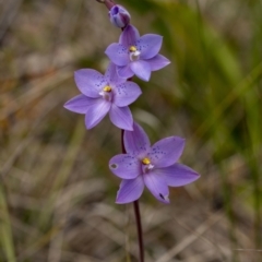 Thelymitra ixioides (Dotted Sun Orchid) at Penrose - 21 Oct 2022 by Aussiegall
