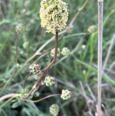 Sanguisorba minor (Salad Burnet, Sheep's Burnet) at Burra, NSW - 26 Oct 2022 by Safarigirl