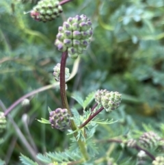 Sanguisorba minor at Burra, NSW - 26 Oct 2022 05:29 PM