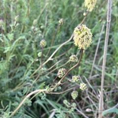 Sanguisorba minor at Burra, NSW - 26 Oct 2022 05:29 PM