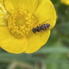 Melangyna viridiceps (Hover fly) at Mount Ainslie to Black Mountain - 24 Oct 2022 by JaneR