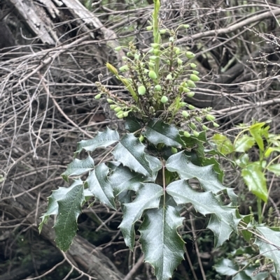 Berberis aquifolium (Oregon Grape) at Hackett, ACT - 26 Oct 2022 by JaneR