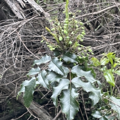 Berberis aquifolium (Oregon Grape) at Mount Ainslie - 26 Oct 2022 by JaneR