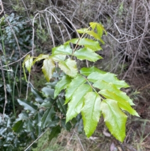 Berberis aquifolium at Hackett, ACT - 26 Oct 2022