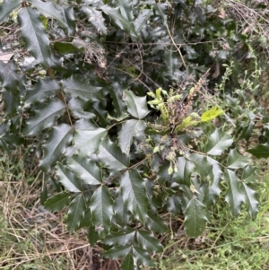 Berberis aquifolium at Hackett, ACT - 26 Oct 2022