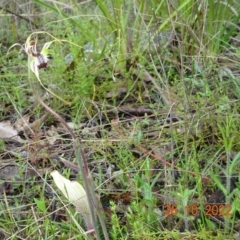Caladenia atrovespa (Green-comb Spider Orchid) at Tidbinbilla Nature Reserve - 26 Oct 2022 by GirtsO
