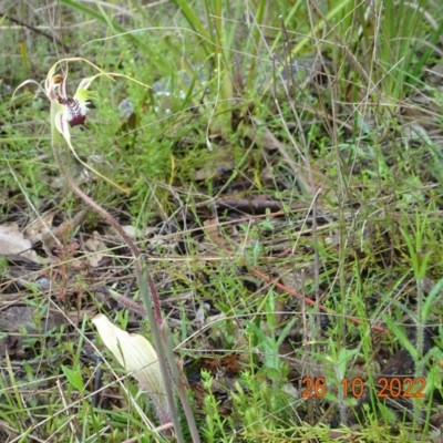 Caladenia atrovespa (Green-comb Spider Orchid) at Tidbinbilla Nature Reserve - 26 Oct 2022 by GirtsO