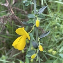 Cytisus scoparius subsp. scoparius (Scotch Broom, Broom, English Broom) at Mount Ainslie - 26 Oct 2022 by JaneR