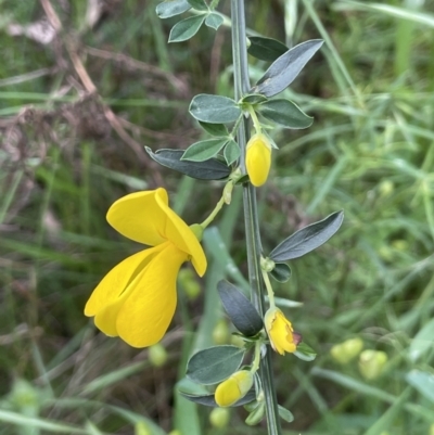 Cytisus scoparius subsp. scoparius (Scotch Broom, Broom, English Broom) at Hackett, ACT - 26 Oct 2022 by JaneR