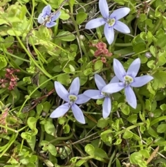 Isotoma fluviatilis subsp. australis (Swamp Isotome) at Mount Ainslie - 26 Oct 2022 by JaneR