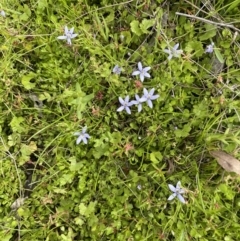 Isotoma fluviatilis subsp. australis at Hackett, ACT - 26 Oct 2022 04:16 PM