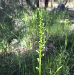 Microtis unifolia (Common Onion Orchid) at Wamboin, NSW - 7 Nov 2020 by Devesons