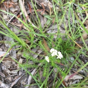 Asperula conferta at Wamboin, NSW - 8 Nov 2020