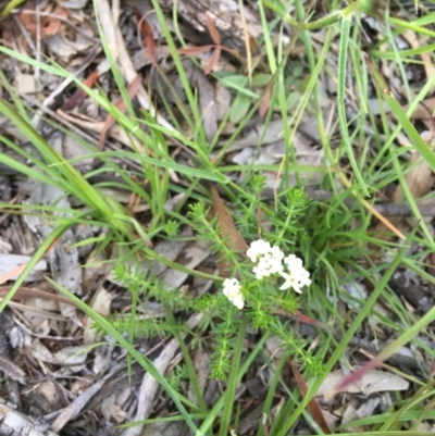 Asperula conferta (Common Woodruff) at Wamboin, NSW - 8 Nov 2020 by Devesons
