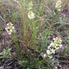 Stackhousia monogyna (Creamy Candles) at Wamboin, NSW - 30 Sep 2021 by Devesons