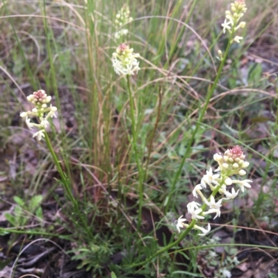 Stackhousia monogyna (Creamy Candles) at Wamboin, NSW - 30 Sep 2021 by Devesons