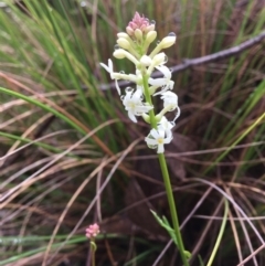 Stackhousia monogyna at Wamboin, NSW - 30 Sep 2021 09:48 AM