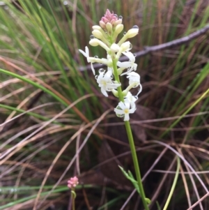 Stackhousia monogyna at Wamboin, NSW - 30 Sep 2021