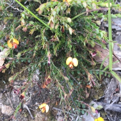 Bossiaea buxifolia (Matted Bossiaea) at Wamboin, NSW - 21 Oct 2020 by Devesons