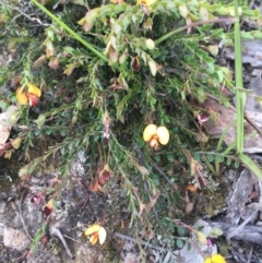 Bossiaea buxifolia (Matted Bossiaea) at Wamboin, NSW - 21 Oct 2020 by Devesons