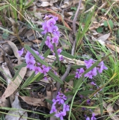 Hovea heterophylla (Common Hovea) at Wamboin, NSW - 3 Sep 2021 by Devesons