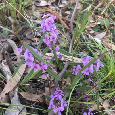 Hovea heterophylla (Common Hovea) at Wamboin, NSW - 2 Sep 2021 by Devesons