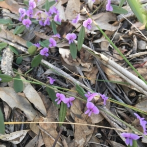 Hovea heterophylla at Wamboin, NSW - 3 Sep 2021 09:16 AM