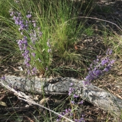 Hovea heterophylla at Wamboin, NSW - 3 Sep 2021