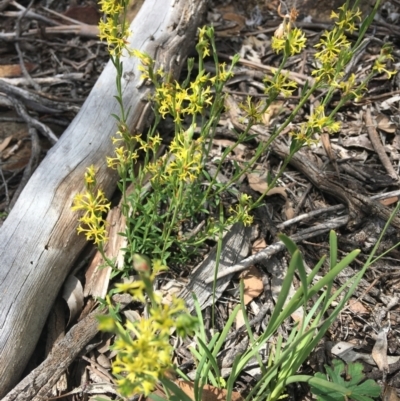 Pimelea curviflora (Curved Rice-flower) at QPRC LGA - 22 Oct 2020 by Devesons