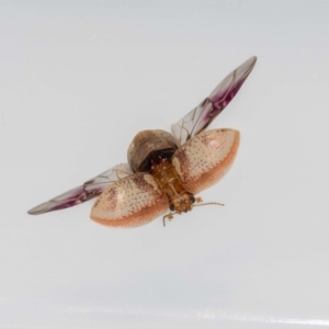 Paropsisterna laesa species complex at Jerrabomberra, NSW - suppressed