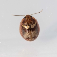 Paropsisterna laesa species complex at Jerrabomberra, NSW - 26 Oct 2022