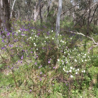 Solanum linearifolium (Kangaroo Apple) at Tralee, NSW - 16 Oct 2022 by jamesjonklaas