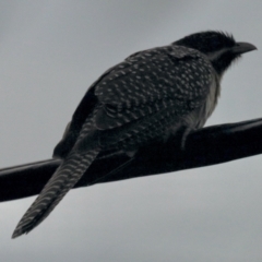 Eudynamys orientalis (Pacific Koel) at Aranda, ACT - 26 Oct 2022 by KMcCue