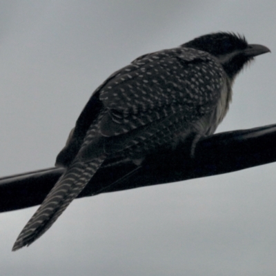 Eudynamys orientalis (Pacific Koel) at GG182 - 26 Oct 2022 by KMcCue