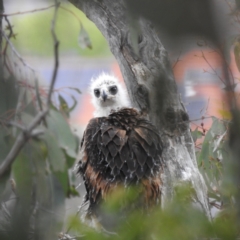 Aquila audax (Wedge-tailed Eagle) at Kambah, ACT - 27 Oct 2022 by HelenCross