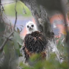 Aquila audax (Wedge-tailed Eagle) at McQuoids Hill - 26 Oct 2022 by HelenCross