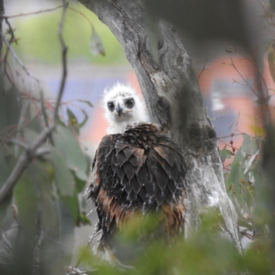 Aquila audax (Wedge-tailed Eagle) at Kambah, ACT - 27 Oct 2022 by HelenCross