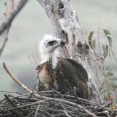 Aquila audax at Kambah, ACT - 27 Oct 2022