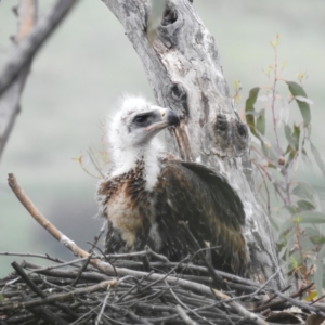 Aquila audax at Kambah, ACT - suppressed