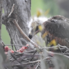 Aquila audax at Kambah, ACT - suppressed