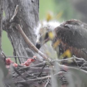 Aquila audax at Kambah, ACT - suppressed